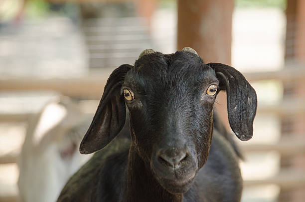 istock black domestic goat 586051890
