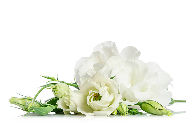istock Beautiful white eustoma flowers isolated on white background 586052374