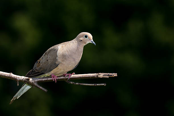 istock Mourning Dove - Zenaida macroura 586053346