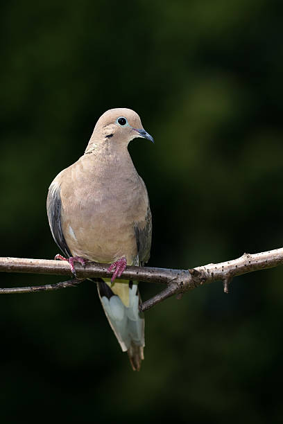 istock Mourning Dove - Zenaida macroura 586053354