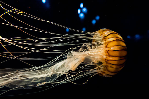 istock The yellow jellyfish on black background. 586053522