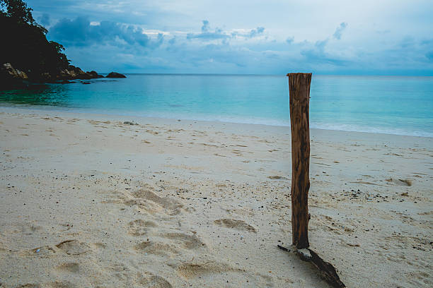 istock An old log on the sea beach with blue sky 586055620