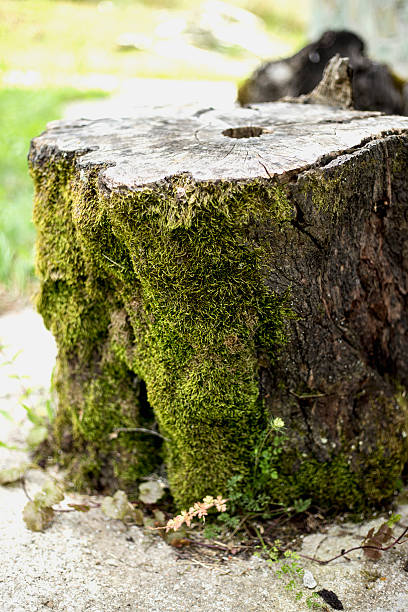 istock Old wooden stump in nature 586055952