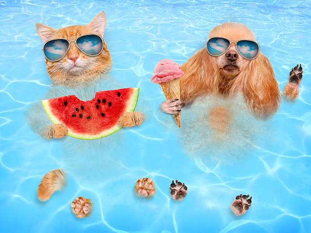 czerwony kot zjada arbuza, a pies zjada lody. - swimming animal beach casual loving zdjęcia i obrazy z banku zdjęć