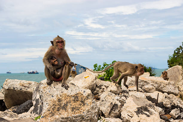 istock Long tail monkeys family. 586056788