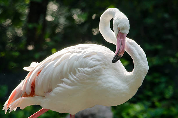 istock Pink flamingo 586056856