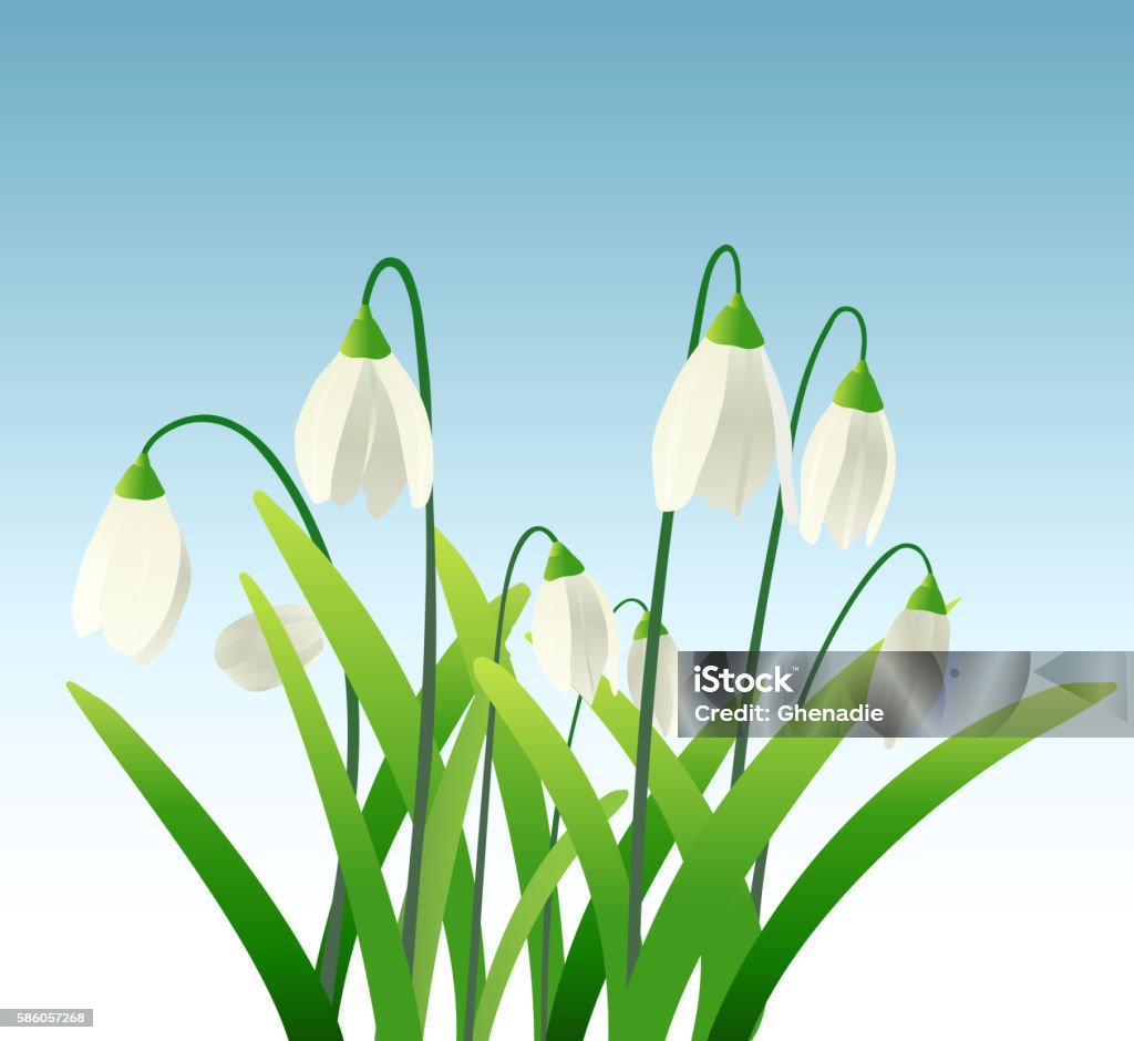 Snowdrops Animation Snowdrops Stock Illustration - Download Image Now - Snowdrop, Vector ...