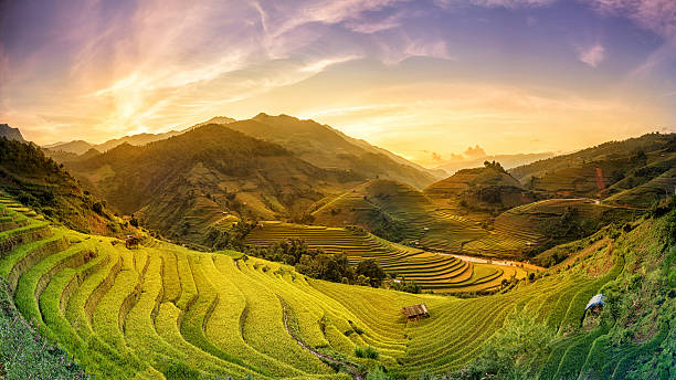 istock Rice fields on terraced in sunset at Vietnam 586059064