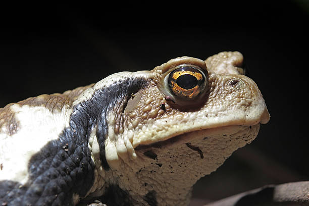 istock Close up of a japanese toad 586059762