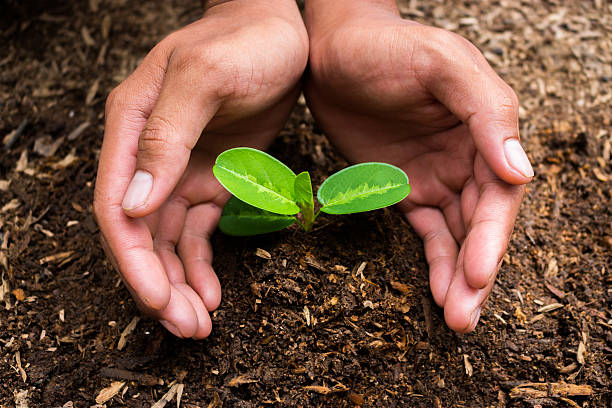 istock Plants growing in germination sequence on fertile soil with natu 586059856