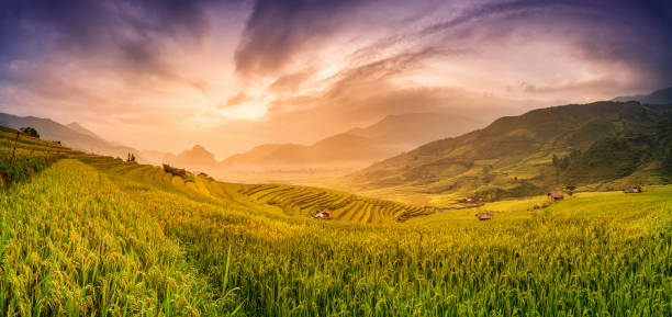 Rice fields on terraced in sunset at Vietnam stock photo