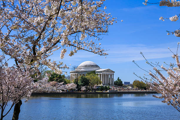 istock The Jefferson Memorial And Cherry Blossoms 586060454
