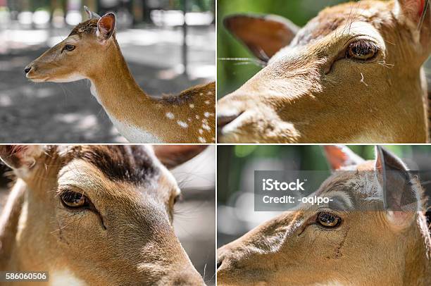 Deer Head Closeup Stock Photo - Download Image Now - Animal, Animal  Wildlife, Animals In The Wild - iStock