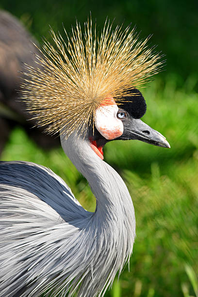 istock Close-up of a Grey Crowned Crane 586060844