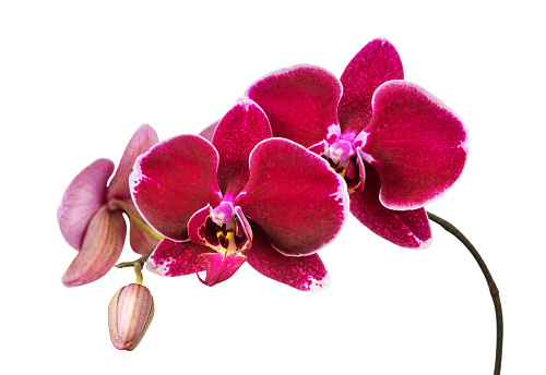 Orchid Pink Phalaenopsis Purple Tropical Flower Summer Pattern Macro Photography Soft Selective Focus