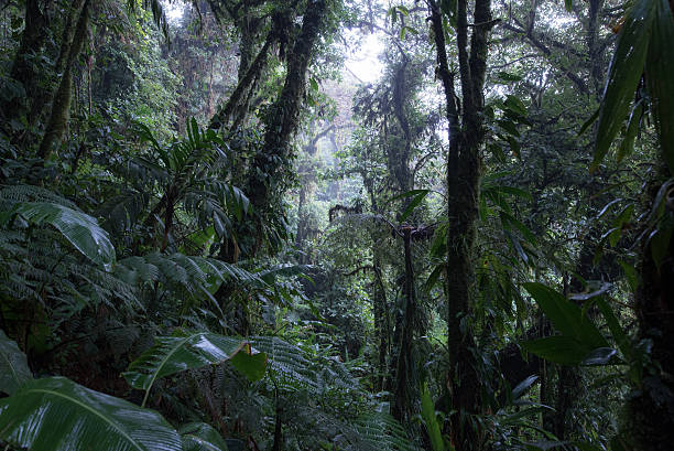 istock Cloud Rainforest of Monteverde in Costa Rica 586062908