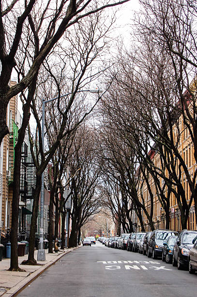 istock Leafless trees tunnel on street in Brooklyn 586063122