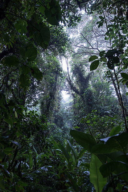 istock Cloud Rainforest of Monteverde in Costa Rica 586063376