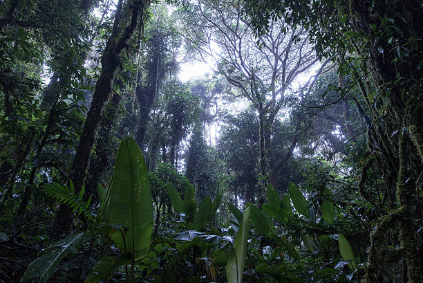 istock Cloud Rainforest of Monteverde in Costa Rica 586063444