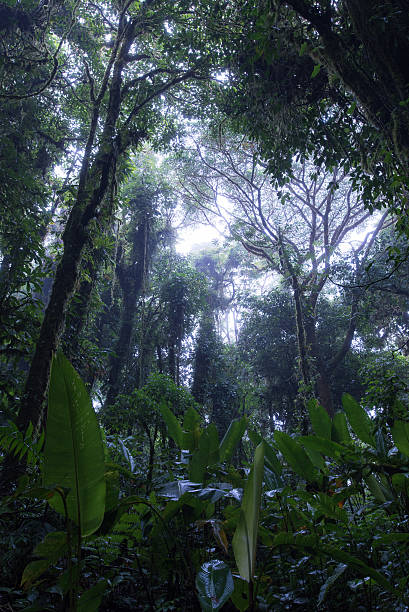 istock Cloud Rainforest of Monteverde in Costa Rica 586063598