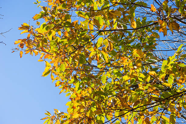 istock Colored leaves of Mt. Kanuki 586063644