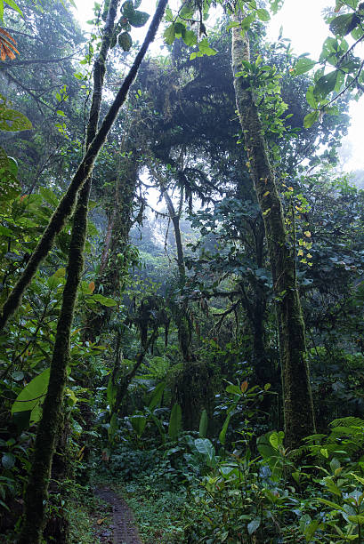 istock Cloud Rainforest of Monteverde in Costa Rica 586063720