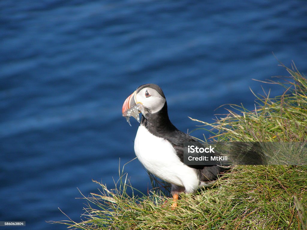 Monday Shearwaters The Atlantic Puffin lives in the North Atlantic. Atlantic Puffin Stock Photo