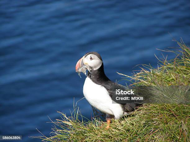 Monday Shearwaters Stock Photo - Download Image Now - Atlantic Puffin, Bird, Feather