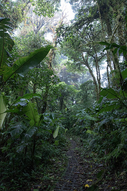 istock Cloud Rainforest of Monteverde in Costa Rica 586063910