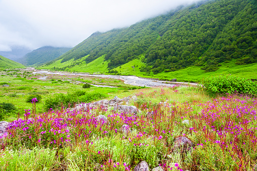 Valley of Flowers the scenery is breathtaking, uttarakhand india