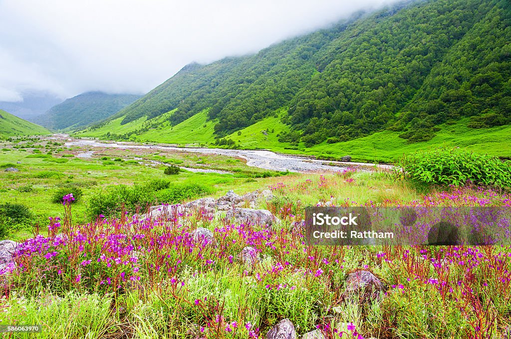 Valley of Flowers the scenery is breathtaking, uttarakhand india Valley Stock Photo
