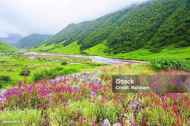 Valley Of Flowers The Scenery Is Breathtaking Uttarakhand India Stock Photo - Download Image Now