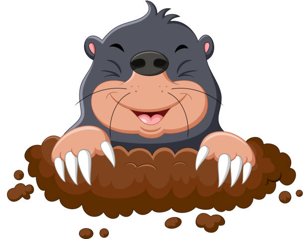Cartoon cute mole illustration of Cartoon cute mole mole animal stock illustrations