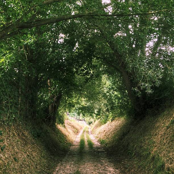 istock Sunken rural road paved with cobblestones 586065520