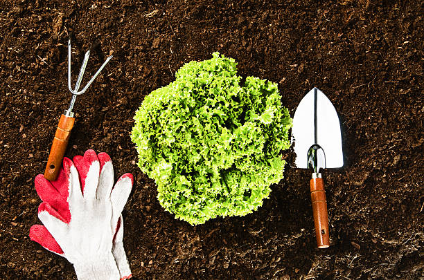 istock Healthy food concept image 586065612