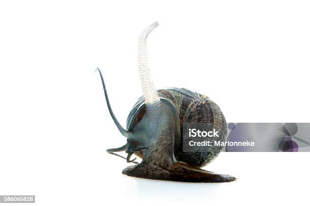 Apple Snail Stock Photo - Download Image Now - Animal, Apple Snail, Aquatic  Organism - iStock