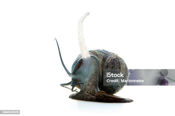 Apple Snail Stock Photo - Download Image Now - Animal, Apple Snail, Aquatic Organism - iStock Apple Snail Stock Photo - Download Image Now - Animal, Apple Snail, Aquatic Organism - iStock