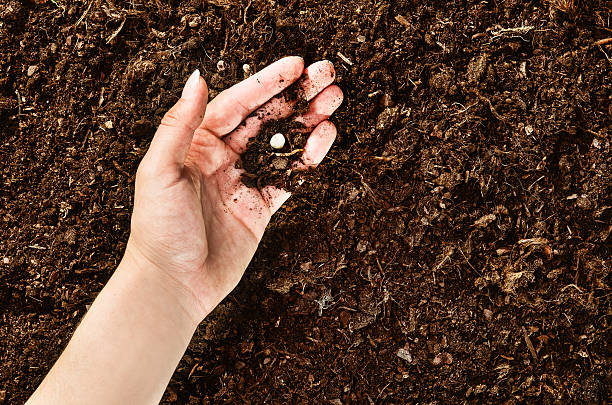 istock Hand planting seeds on a natural soil background 586066216
