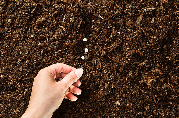 istock Hand planting seeds on a natural soil background 586066330