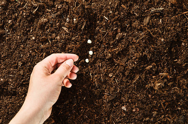 istock Hand planting seeds on a natural soil background 586066450