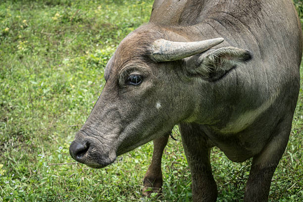 istock Closeup image of Buffalo 586066486