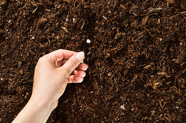 istock Hand planting seeds on a natural soil background 586066600