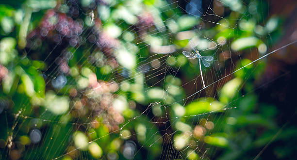 blue dragonfly entangled in the web - dead animal imagens e fotografias de stock