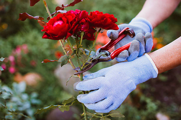 Image of mature or senior woman purning or cutting flowers. Gardener represented by unrecognizable caucasian woman, holding purning or grafting scissors and cutting roses