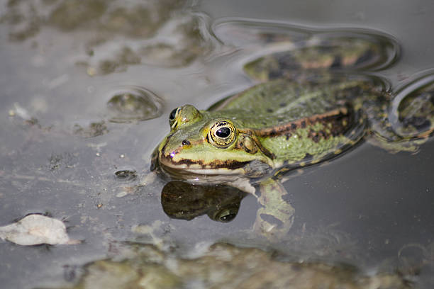 istock Little frog sitting on a lily pad in a pond 586067104