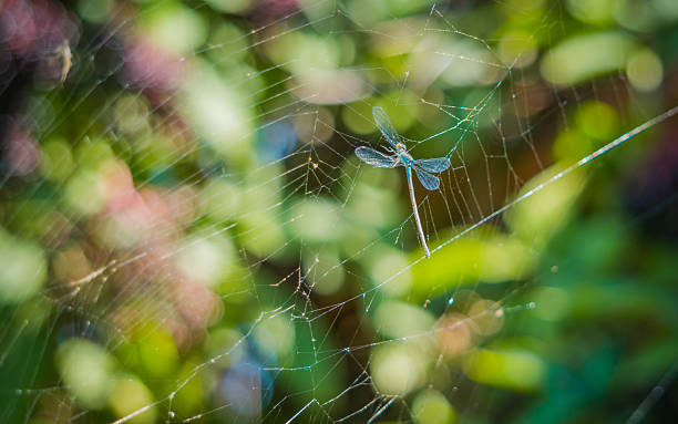 dragonfly in the nets of a spider - dead animal fotos imagens e fotografias de stock