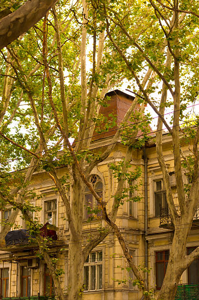 istock Old Style Residential Building Viewed Through Trees 586067362