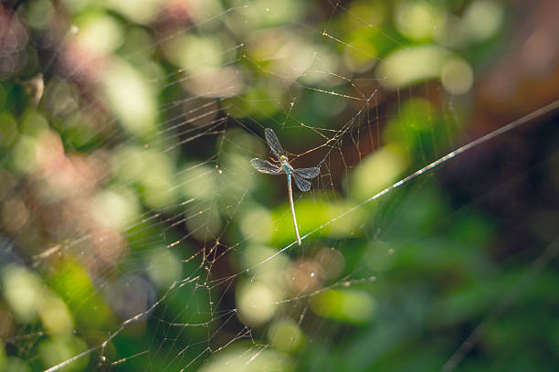food for the spider. graceful dragonfly in the web - dead animal fotos imagens e fotografias de stock