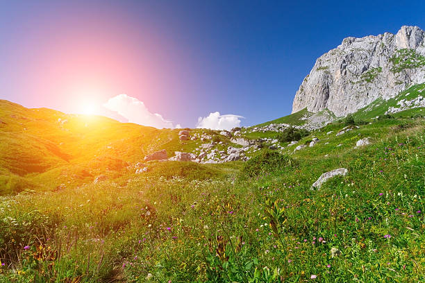 istock Beautiful fields of flowers 586069826