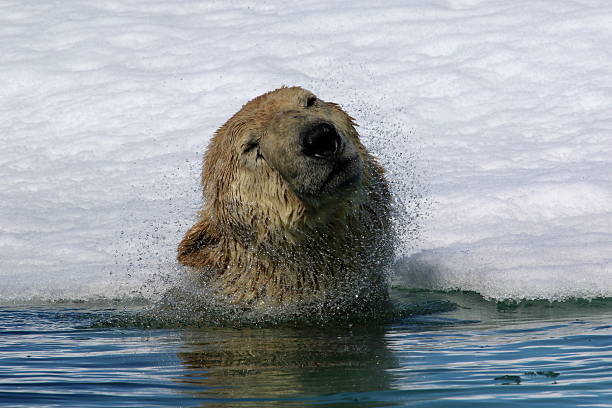 istock Polar bear in Arctic sea 586070158